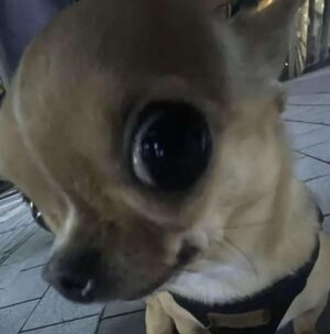 Meet your Posher, Elinor